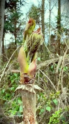 Tricks to easily pick the tips of plants using your fingers #shorts