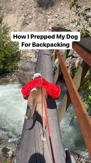 Sarah Borgen | hiking & camping in the Pacific Northwest on Instagram: "Backpacking Dog Prep 🐕🎒 The first thing to understand is that when you’re backpacking with your dog, you’re hiking your dogs hike. This means the trails you do, the pace you go, and breaks are all determined by your dogs needs. These are things you can do to prepare your dog for their first backpacking trip: 1. Go on a hike. And another hike. Hike some more. This will give you an idea of your dogs fitness and what types of