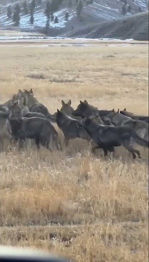 Lamar Valley Shock: The Biggest Wolf Pack on the Move