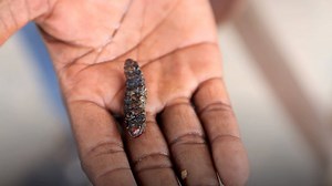 1M views · 1.2K shares | Growing the food of the future. Caterpillars.  | BBC News | Facebook