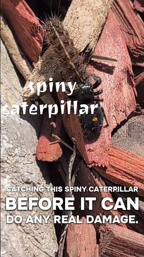 Jumping Spiders Are Helpful in the Garden #gardening #jumpingspider #naturalpestcontrol #gardenprep