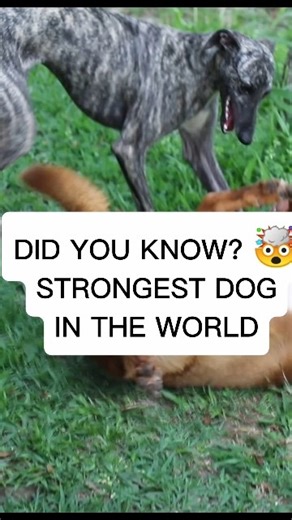 Did You Know? This Is the Strongest Dog in the World 🐕💪