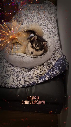 🐺✨ Aujourd’hui… la Légende fête Achille ! ✨🐺 1 an déjà pour le plus beau Pomsky du monde. 3 kilos de pur caractère, une crinière de loup, des yeux vairons hypnotisants, et un cœur grand comme la Légende. Mi Husky. Mi Chihuahua. 100 % petit loup de poche. Bref… Achille, c’est le prince des Pomskys. Joyeux anniversaire mon champion 🐺🎂 #Achille #Pomsky #PomskyFrance #PomskyLove #lalegendedeplaton