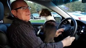 This guy is just too adorable. Watch his reaction when he realizes he's going to the dog park. | Rumble Dogs