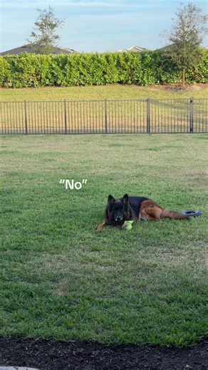 Dog Enjoys New Yard: Spoiled Pet Behavior Explained