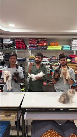 Cute persian Cats #cats