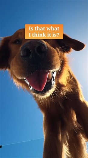 Some call it intuition. We call it dinner radar. | K9 Feline Natural