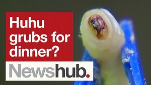Could huhu grubs be the next big superfood? Scientists have discovered the bug packs a protein punch. Kaysha Brownlie reports. 🔗 See more: bit.ly/3trwFDS #Newshub | Newshub