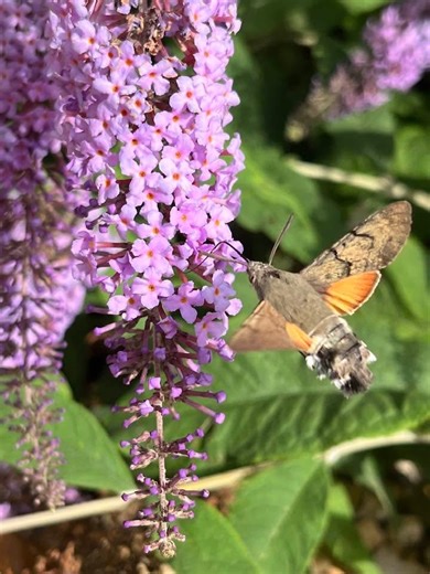 Hummingbird Hawk Moths