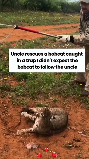 Adorable Bobcat Meowing and Playing with Toys Compilation