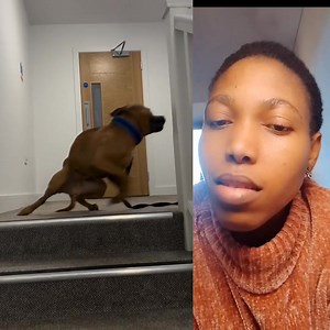 40K views · 193 reactions | What is the cow doing there with those dogs #dog #animals | Dumbiri ijeoma | Facebook