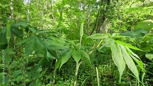 Green flower of Arisaema serratum plant growing in a summer forest moving in breeze Stock Video