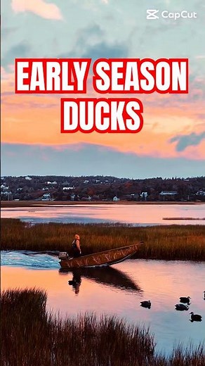 EARLY SEASON BIRDS! | DUCK HUNTING | #duckhunting #waterfowl #duckdog #hunting #kentcartridge