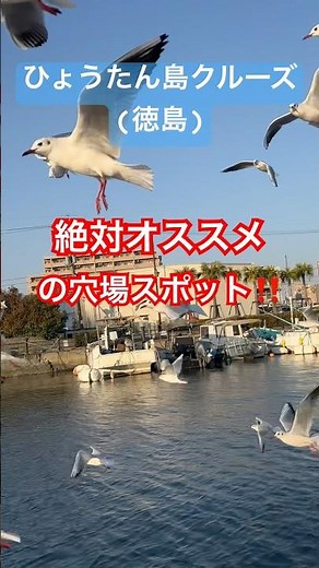 コスパ最高‼️ #shortvideo #shorts #ひょうたん島クルーズ#徳島観光#船旅#カモメ
