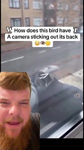 576K views · 14K reactions | Since when do birds have cameras built in? #bird #drone #mystery #weird #unknown #caughtoncamera | itsweirdtime | Facebook