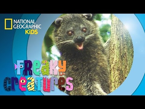 Binturong Smells Like Popcorn I Freaky Creatures