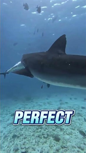 Why Sharks Lose Against Dolphins #facts