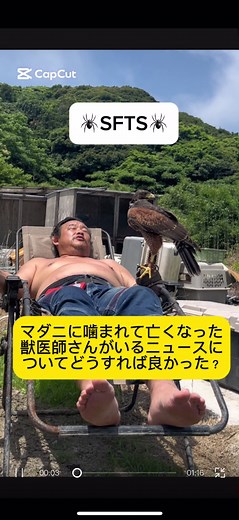 SFTSについて🕷️#パンク町田 #動物解説 #動物ニュース #動物 #TikTok教室 #日本ペット診療所 #犬 #猫 #SFTS#ダニ