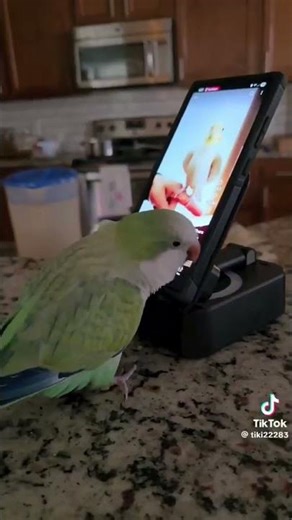 Parrot Discovers E-Bird: Hilarious Animal Antics!