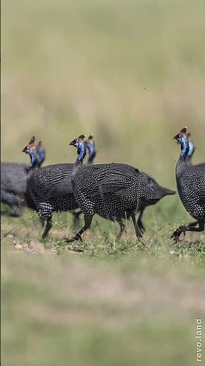Guinea Fowls Running the Savanna