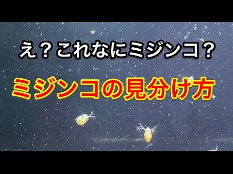 Huh? What is this, a daphnia? How to identify a daphnia!!