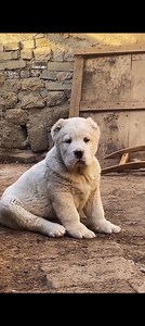 110K views · 3.8K reactions | This two-month-old puppy has a well-developed head and very strong bone structure. #reelschallenge #reelsviralシ #fypシ #explore #foryouシ #funnyvideo #tibetanmastiff #alabai #pets #animallover #centralasianshepherd #kangal #viralreelschallenge #guarddog #puppy #fb #CommunityEngagement #seniordog #viralvideo #dog | Sumit Kumar Sinha | Facebook