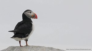 2.9K reactions · 480 shares | 11 bird species were added to the extinction list in 2021 by the USFWS, and nearly 3 billion birds have been lost since 1970. In this bird emergency, there’s no time to waste. Start your annual gift today and fight for bird survival. | National Audubon Society | Facebook