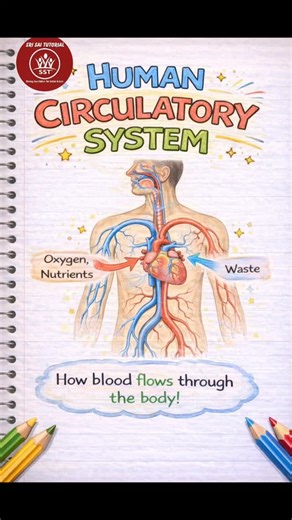 Sri Sai Tutorial on Instagram: "💖Heart at Work! Circulatory System in Minutes | Sri Sai Tutorial. 💪 Strong heart. Strong body. Strong mind. 🫀 Understand the Circulatory System step by step with Sri Sai Tutorial. 📖 Study smart and stay ahead! #SriSaiTutorial #CirculatorySystem #ScienceForStudents #LearnWithSriSai #StudySmart"