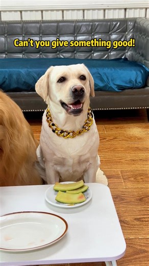 Tangyuan Labrador on Instagram: "I wanna have the watermelon pulp too!!!#petslife #petparents #mansbestfriend #foryoupate #dogsofinstagram #dogstagram #doglife #Labrado #doglover #dog #pets #funnyvideo"