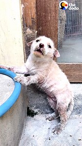 1M views · 10K reactions | Watch this mangey street puppy completely transform  | The Dodo | Facebook