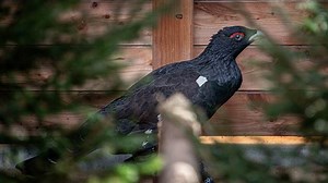 VIDEO: V Beskydech bojují za tetřevy v přírodě. Při vypouštění nikdo nesmí být