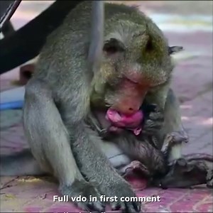 Monkey Mom Gets Tired of Nursing Tiny Monkey Baby Yelling for Non-Stopped Milk 🥲 Check full vido in first comment | Hello Monkey
