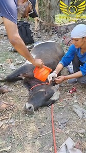 Rescued Bull with huge Maggots-filled wound on its shoulder! Mr. Kamal alerted us about a distressed bull in his area suffering from a massive wound infested with maggots, causing severe bleeding. Acting swiftly, our team sprang into action, spending hours to safely capture the bull. Once secured, we diligently cleaned the wound, applied healing ointment, and administered a vital vaccination to begin the healing process. Mr. Kamal will be taking of the bull until recovery. None of this would be 