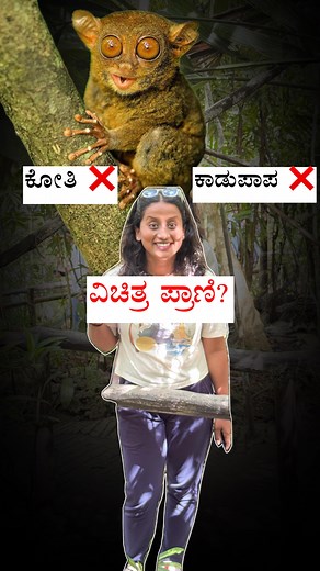 Not a monkey. Not a ‘Kadupapa’. This is the Tarsier—one of the world’s smallest primates, often mistaken for an alien! 👽🌿” 🧐 With eyes bigger than its brain, Tarsiers have night vision that helps them hunt in the dark! 🦉 They can rotate their heads almost 180°—just like an owl! 🌎 Found only in Southeast Asia, they are shy, nocturnal, and incredibly sensitive to their environment. #backpackwithmahalakshmi #backpackwithm #Tarsier [Tarsier facts, Tarsier Philippines, smallest primate, nocturna