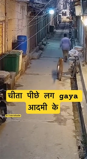 Wild Animal Chases Man Down Alley!