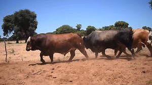 Tell us what you want! What bull you really really want 👀🐂 Here they are — our Rumba Simbra bulls for the Northern Bull Auction! 🗓️ 28 November 2025 📍 Grootfontein, Agra Auction Pens 💥 Why Simbra? S – Strength you can see I – Income you can count on M – Muscle that sells B – Breeding that lasts R – Resilience in any season A – Advantage in every calf 🔥 Don’t miss it — our last auction for 2025! #RumbaSimbra #Bulls #AuctionTime #RumbaGenetics #CattleWithClass #FarmWithFaith #RumbaFamily #bl