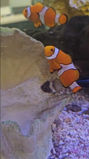 Finding Nemo
