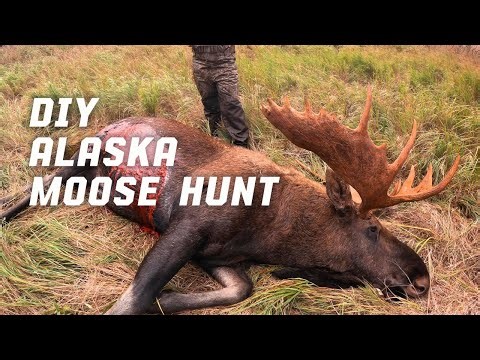 DIY Yukon Alaska Moose Hunt (2 moose 4 days)