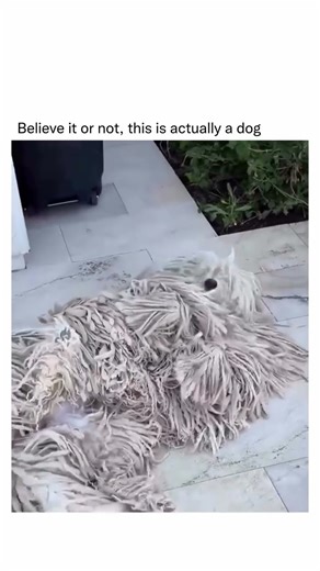 This “Mop” is Alive!