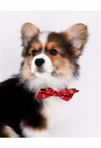 Adopt Alder: The Fluffy Corgi Looking for a Home