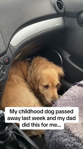 Saying Goodbye to My Best Friend: A Dog's Farewell