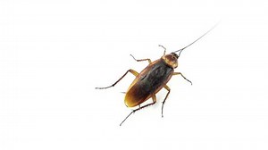 clip-34697299-cockroach-sprayed-fumigated-roach-insect-isolated-on