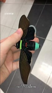 These insects are not only beautiful but also touchable #Insect#The magical creatures are