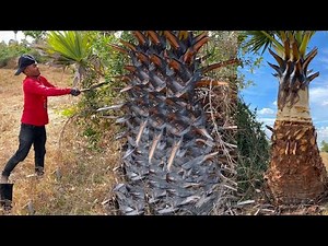Unbelievable! A man Trimming Palm Trunks From Thousands to Zero