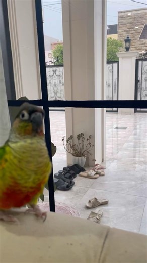 Cutest thing ever 🦜#cute #conure #bird #cutebird #animalshorts #pet #parrot #shorts