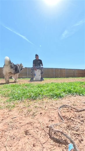 The Friendly Wolf: A Lesson in Animal Behavior