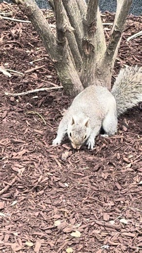 Squirrel Digging Through the Grass
