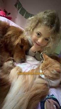 Stray Orange Cat Chooses His Family And Fits Right In | The Dodo