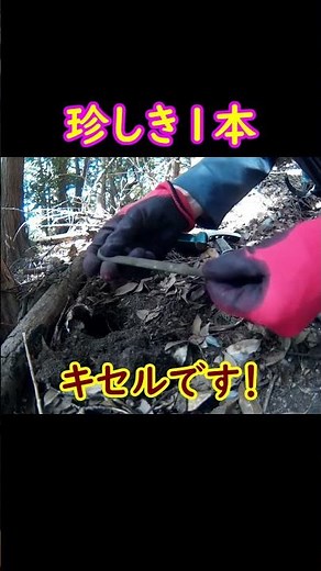 古代・中世と山城の歴史深き山でトレジャーハント！⑪『Ｔ山 Ｔ城跡 ⑤』No.116 #金属探知機 #宝探し #古銭 #minelab #equinox #Treasurehunt #Shorts