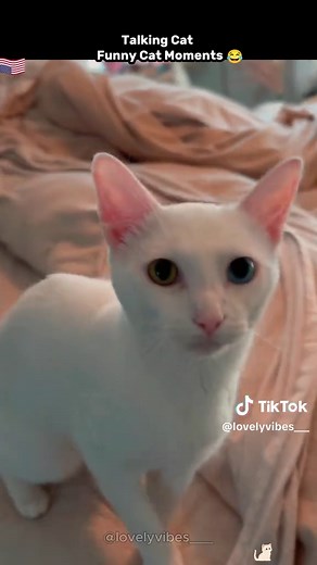 Funny Talking Cat Moments Compilation 😂